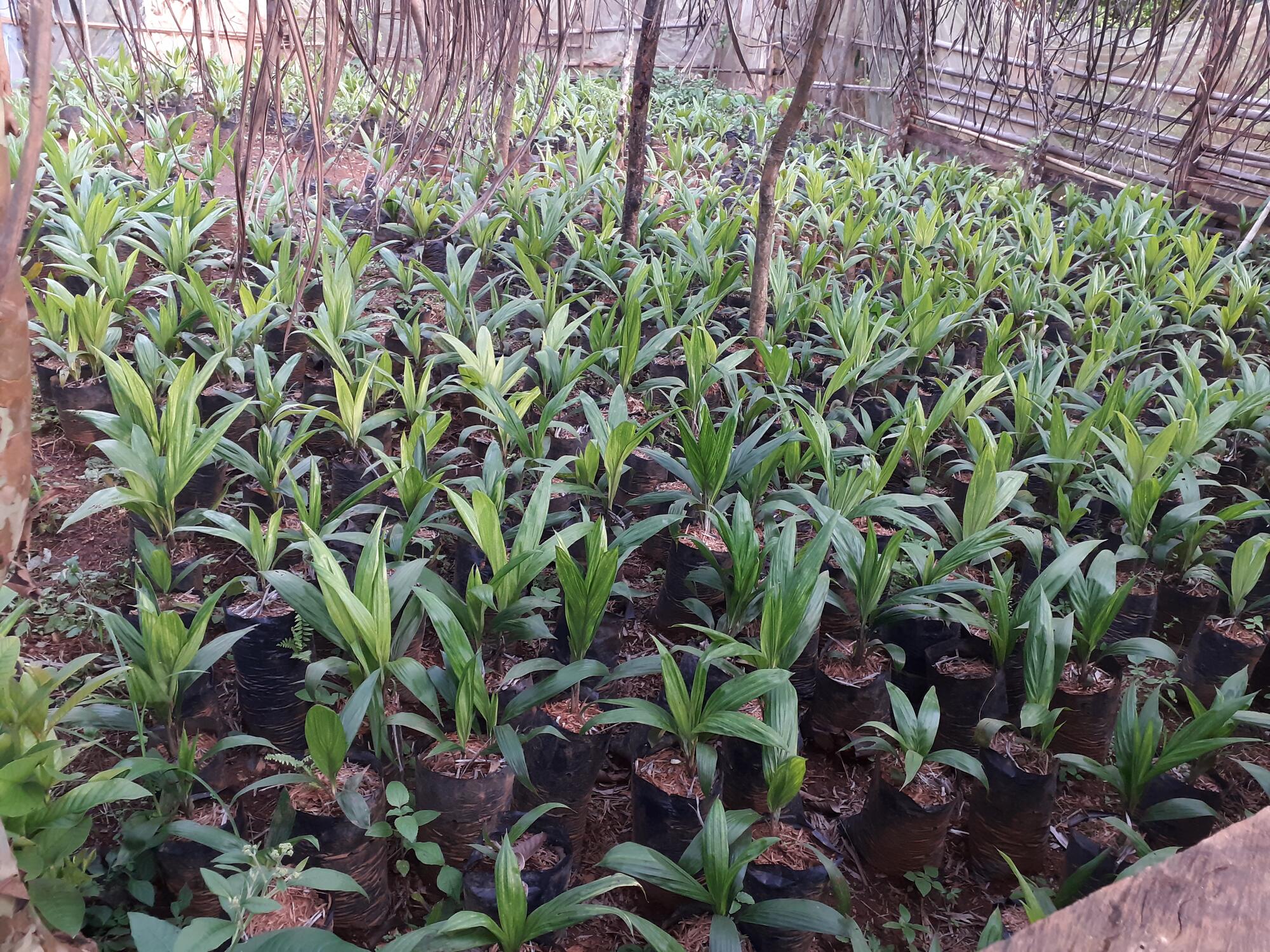 Palm seedlings