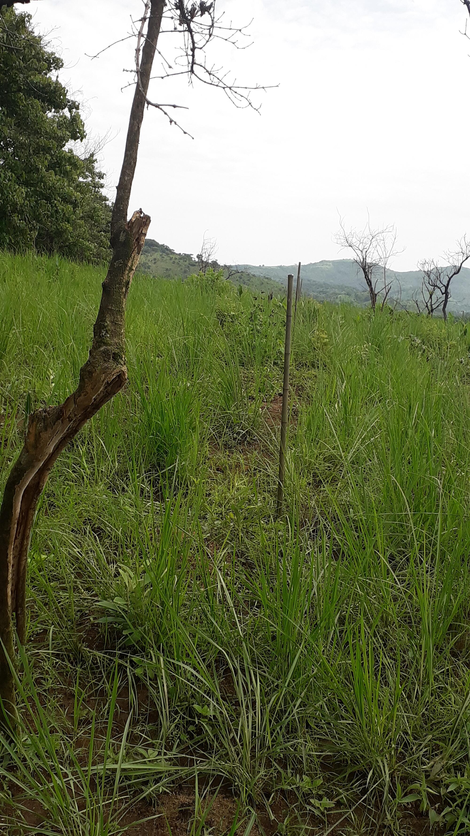 Marking Planting point